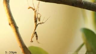 Praying Mantis Molting [720p]