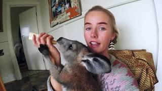 BUNJI THE KANGAROO // Kangaroo Joey Lunchtime