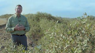 KAUST Research: How mangroves and seagrasses can help mitigate climate change