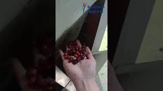 RealTech Waterproof Color Sorter for Cherry Coffee Sorting #coffeemachine #cherrycoffee #coffeefruit