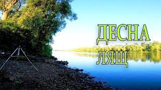 Річка Десна. Лящ на фідер. Намет Prologic C Series 65 Full Brolly #fishing #рибалка #риболовля