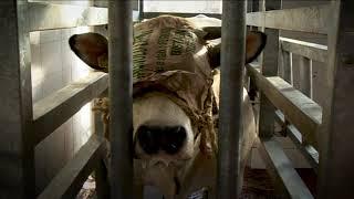 Animal Equality Investigation Inside Italian Cow Slaughterhouses