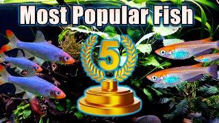 Top 5 Most Popular Fish of 2024!