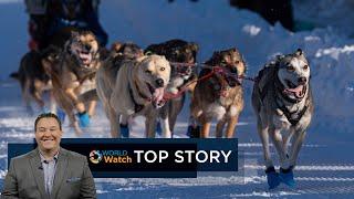 Top Story | Sled Dogs and Dog Show