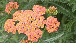 Plant of the Week, Herbs, Yarrow in all of its Colors