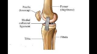 Two Minutes of Anatomy: Medial Collateral Ligament (MCL)