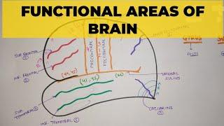 Functional Areas of Brain - 1 | Sulci & Gyri