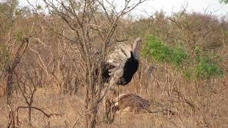 Unbelievably Rare Footage Of Ostrich's Mating - Part 2