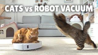 Cats vs Robot Vacuum | Kittisaurus