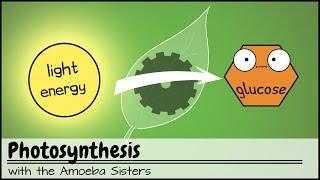 Photosynthesis (UPDATED)