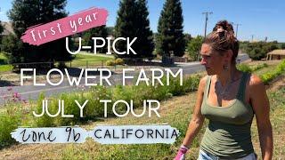 U-Pick Flower Farm July Tour: FIRST YEAR #zone9b #flowerfarm #upick #california