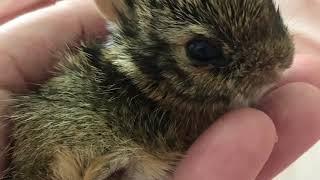 BABY COTTONTAIL BUNNY RESCUED FROM BEAGLE | NEWBORN TO 3 WEEKS OLD