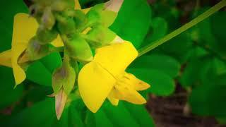 Incredible Yellow Green Flower Photography | From'S Photography | From'S | Feeling Happy Mix Studio