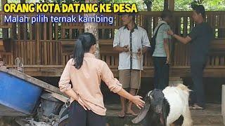 Kepincut Ternak Kambing, Memilih Fattening Dari Hasil Breedingan Sendiri