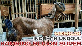 Memilih Indukan Kambing Bligon Super || Warna Jrabang || Kandang 82RF channel