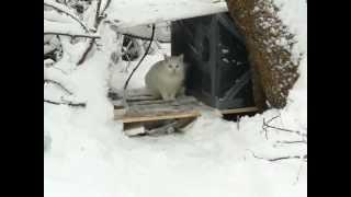 Winter Cat Shelters for feral cats - please help keep feral cats warm this winter.