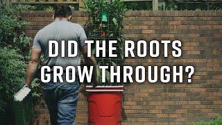 Double Cup Guru - Roots Follow Up