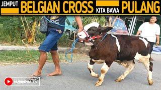 Jemput Pedetan Super Belgian Cross Kita Bawa Pulang !!