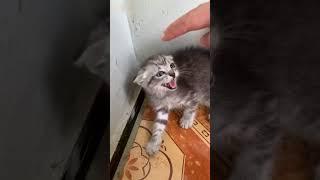 Anak singa VS anak kucing saat Marah #kucing #kitten #kucinglucu #kucingimut #catlover #cat