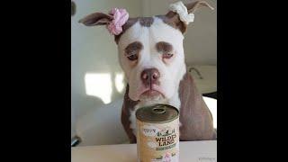  Don't offend girls!  Funny video with dogs, cats and kittens! 