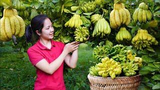 How to Harvest Buddha's Hand🫒 Sold at the Market   Gardening | Minh Daily Harvesting