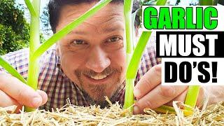 Spring Garlic Maintenance Must Do's