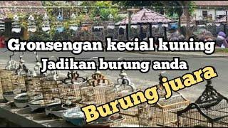 Gronsengan kecial kuning lomba jadikan burung anda burung juara!!!Arym kicau