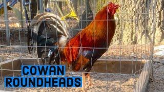 Cowan Roundhead Gamefowl