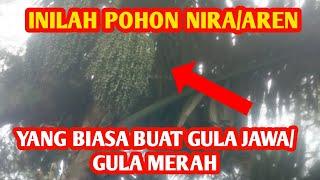 Pohon Nira/Aren Untuk Gula Jawa Atau Gula Merah // Misteri // Banyak Ditemukan Hutan.