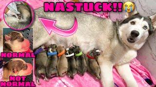 Nastuck Ang Puppy?! | Finally Malia Gave Birth! | Some Abnormalities | Husky Pack TV