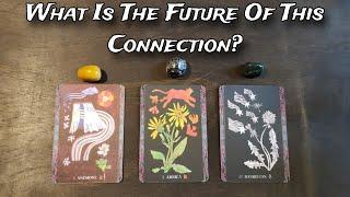   What Is The Future Of This Connection?  Pick A Card Love Reading