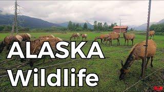 Tourist Attraction: ALASKA Wildlife Conservation Center