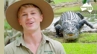 A croc move like no other | Australia Zoo Life