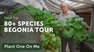 80+ BEGONIA SPECIES TOUR at Fort Worth Botanic Garden's Private Collection — Ep. 289