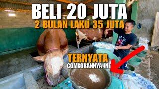 TRIK RAHASIA COMBORAN SAPI️2 BULAN PANEN Untung Melimpah