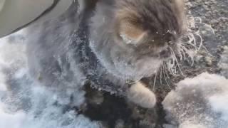 Кот примёрз ко льду. Спасение