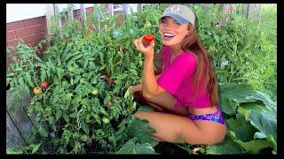 HUGE HARVEST!! Garden Update (tomatoes, hot peppers, onion, and more)