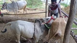 pure Punganur Bull mating video