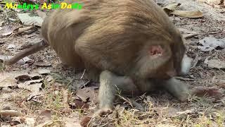 Daily Monkey Rex ,Rex Climb The Tree Without Mum Carry Up