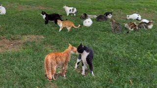 Cat Fight broke out in the park where hundreds of cats live.