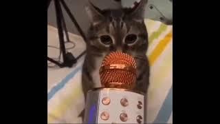 cat screaming in mic meme