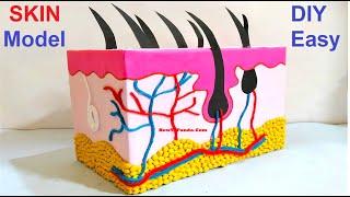 skin model 3d making using cardboard | science project | diy at home | howtofunda | still model