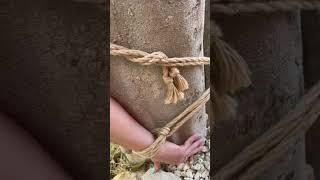 Cowgirls in ropes