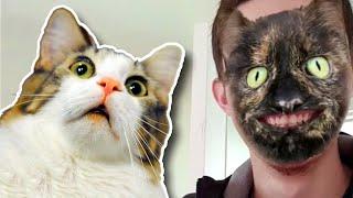 Pets React To Cat Filter Compilation 
