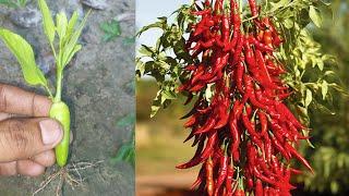 Tips for growing chilli tree with lemon tree, propagate pepper chilli at home