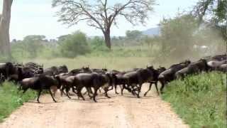 Wildebeest stampede in the Serengeti