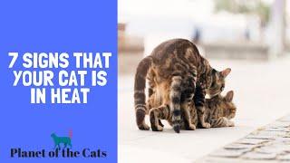 Signs That Your Female Cat Is In Heat | How To Tell If Your Cat Is In Heat