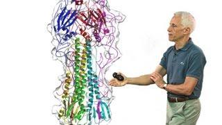 Stephen Harrison (Harvard) Part 2: Viral membrane fusion