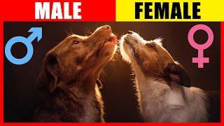 Surprising Differences: Male VS Female Dogs