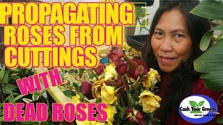 HOW TO GROW ROSES FROM CUTTINGS / PROPAGATING ROSES WITH FOGPONICS